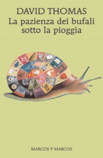 La pazienza dei bufali sotto la pioggia